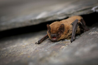 A furry brown common pipstrelle bat roosts in the gap between two rocks