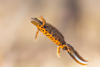 A brown newt with a crest and spotted orange belly