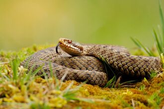 A coiled adder basks on moss and grass