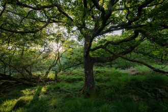 A leafy tree surrounded by forest and grass