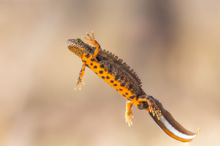 A brown newt with a crest and spotted orange belly