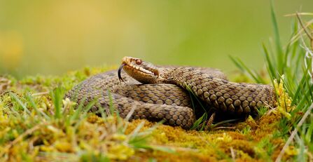 A coiled adder basks on moss and grass