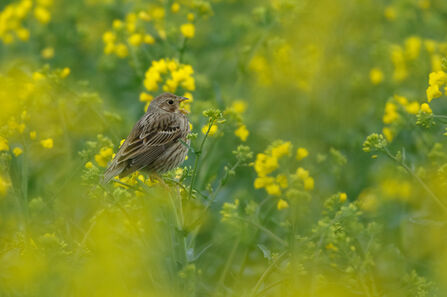 A corn bunting sings in a field of yellow rapeseed