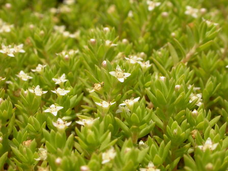 A small green pond plant with pointed leaves and white flowers with four pointed petals