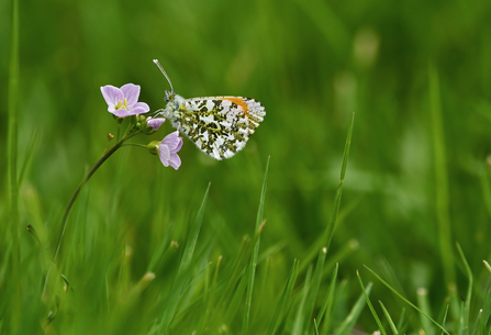 An orange-tip butterfly rests on a pink cuckooflower