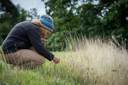 A  person crouches in a field and studies flowers