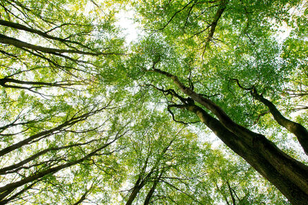 A view of the tops of leafy trees from the ground