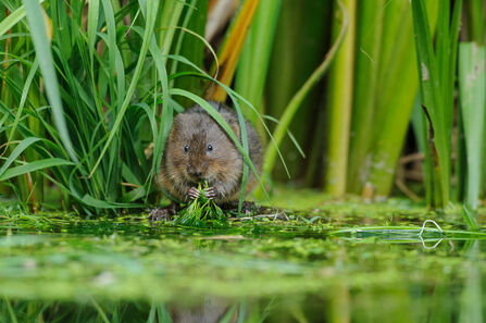 A water vole munches plants on the bank of a river