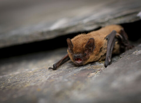 A furry brown common pipstrelle bat roosts in the gap between two rocks