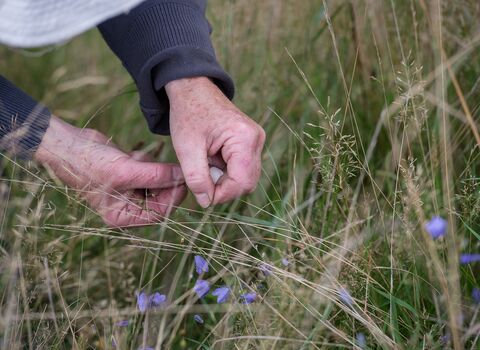 Two hands inspect a species of grass in a meadow