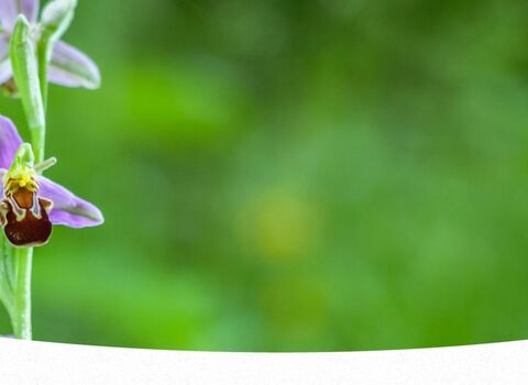 A bee orchid spike blooms against a green background