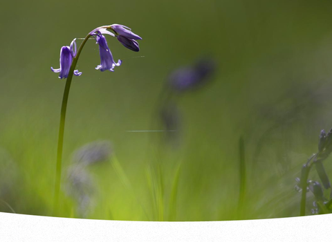 An English bluebell droops gracefully against a green woodland backdrop