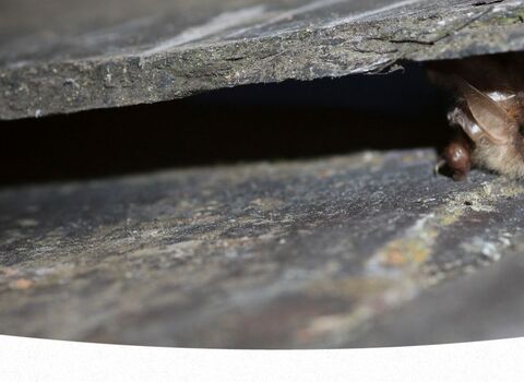 A brown long-eared bat peeks out from a crack in a rock