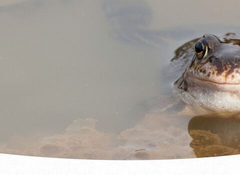 A dark green frog is half submerged in a pond full of frogspawn