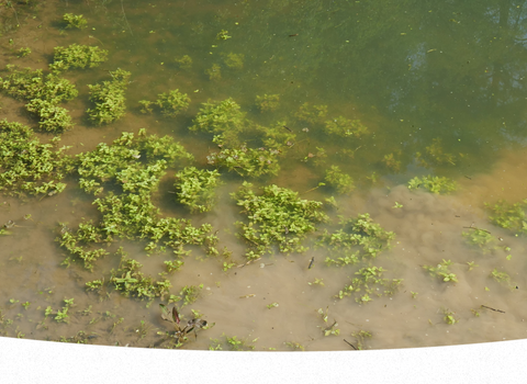 A shallow pond contains clumps of green weed