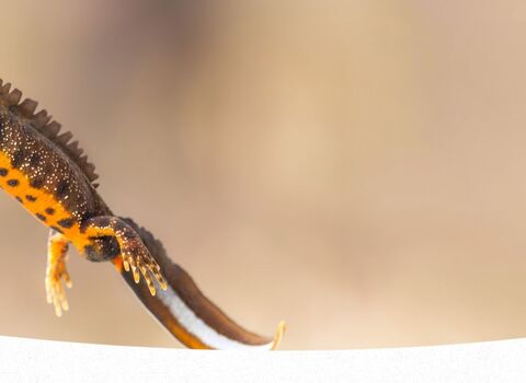 A male great crested newt swimming