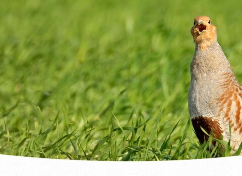 A grey partridge calls from a green wheat field