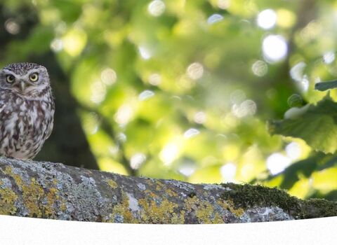 A little owl perches in an oak tree