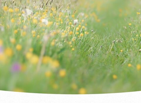 A wildflower meadow