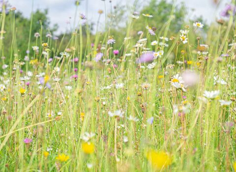 A wildflower meadow