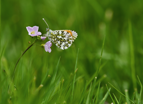 An orange-tip butterfly rests on a pink cuckooflower