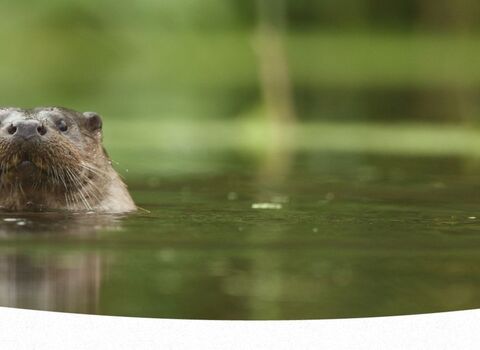 An otter peeks out from the river