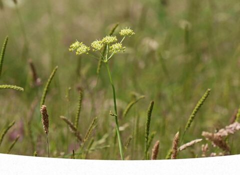 A pale yellow umbellifer plant grows in a patch of grassland