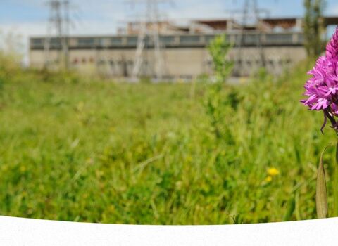 A pink orchid in the foreground of a brownfield development site