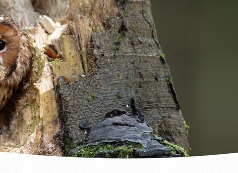 A tawny owl peers out from a hole in a tree