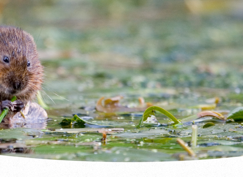 A water vole munches on a water plant