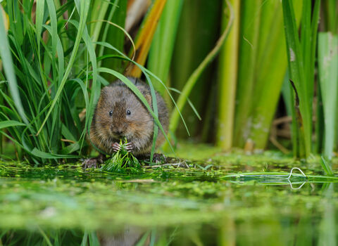 A water vole munches plants on the bank of a river