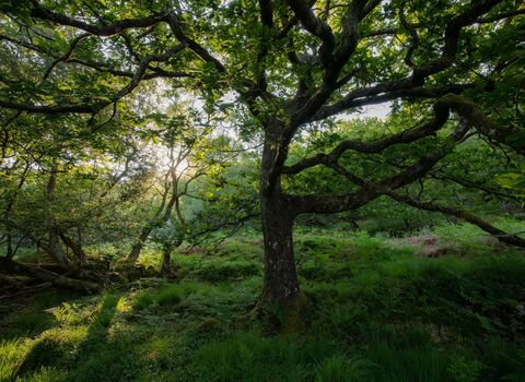 A leafy tree surrounded by forest and grass