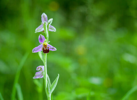A lone spike of bee orchid stands against a backdrop of green meadow