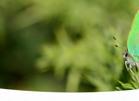 A green hairstreak butterfly rests on a plant in the sunshine